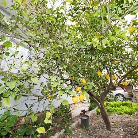 Limon Ağaçlı Ev -